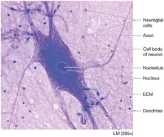 Neuron and neuroglial cells