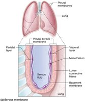 Serous membrane structure