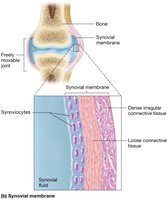 Synovial membrane structure