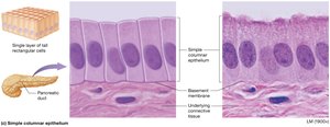 Simple columnar epithelium