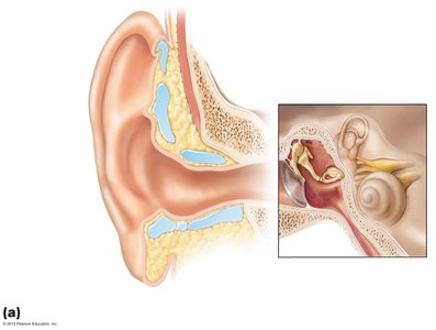 Structure of the ear, external and middle ear