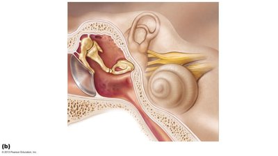 Middle and internal ear structures