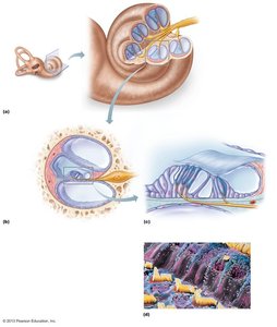 Anatomy of the cochlea and organ of Corti