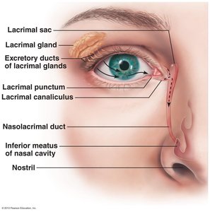 Lacrimal apparatus and tear drainage