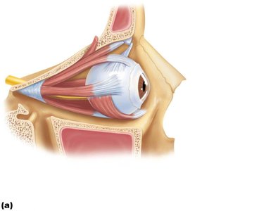 Extrinsic eye muscles, lateral view