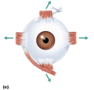 Extrinsic eye muscles, anterior view