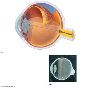 Internal structure of the eye