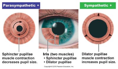 Iris muscle control by autonomic nervous system