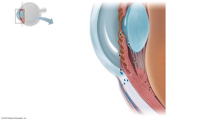 Circulation of aqueous humor