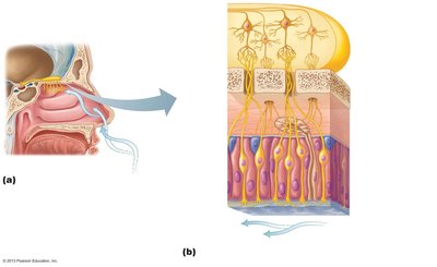 Olfactory pathway and receptor structure