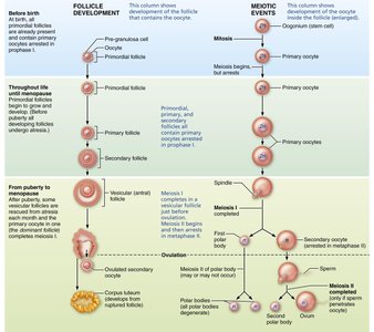 Events of oogenesis: follicle development and meiotic events (continued)