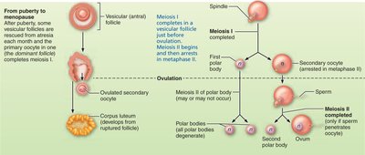 Events of oogenesis: follicle development and meiotic events (continued)