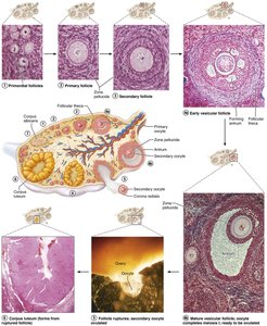 Development and fate of ovarian follicles (continued)