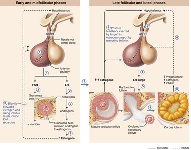 Regulation of the ovarian cycle