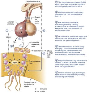 Hormonal regulation of testicular function by the HPG axis