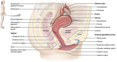 Organs of the female reproductive system, midsagittal section
