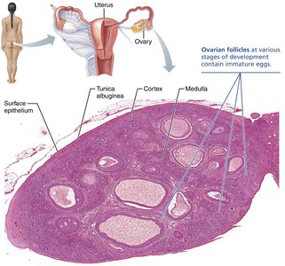 Photomicrograph of a mammalian ovary showing follicles