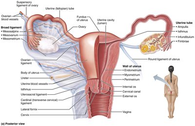 Internal female reproductive organs, posterior view