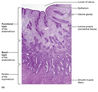 The endometrium and its blood supply