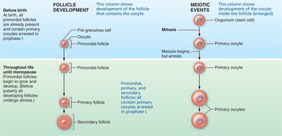 Events of oogenesis: follicle development and meiotic events