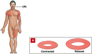 Circular muscle arrangement in sphincters