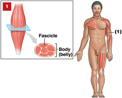 Parallel fascicle arrangement in biceps brachii