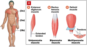 Diagram of unipennate, bipennate, and multipennate muscles