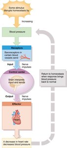 Negative feedback example: blood pressure regulation