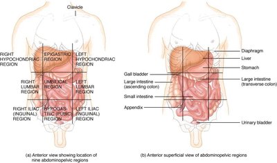 Abdominopelvic regions and organs
