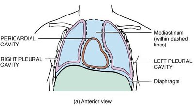 Thoracic cavity and its subdivisions
