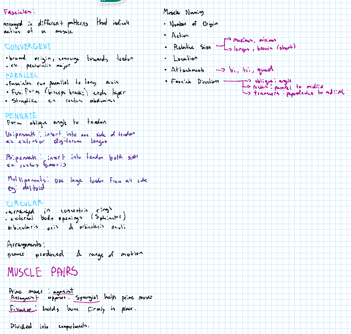 Handwritten notes on muscle fascicle arrangements and muscle naming