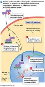 Steroid hormone action via intracellular receptors