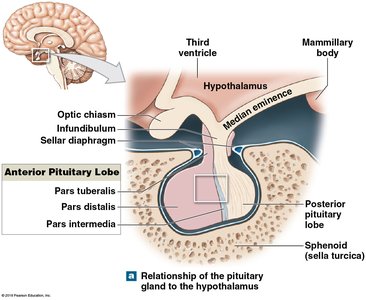 Anatomy of the pituitary gland and hypothalamus