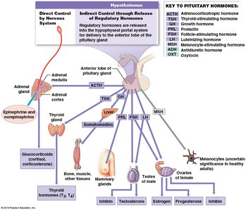 Pituitary hormones and their targets (anterior lobe)