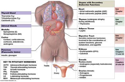 Major endocrine glands and their hormones (full body view)