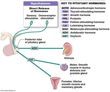 Pituitary hormones and their targets (posterior lobe)