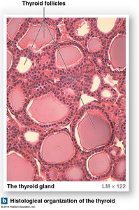 Anatomy of the thyroid gland (histology)