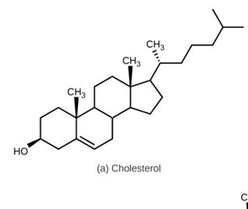 Cholesterol structure (precursor for steroid hormones)