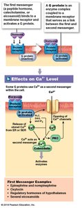 G proteins and Ca2+ second messenger system