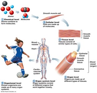 Levels of structural organization in the human body