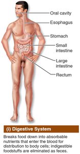 Digestive system organs (gross anatomy)