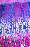 Microscopic image of tissue, representing histology