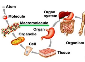 Illustration of levels of organization with anatomical examples