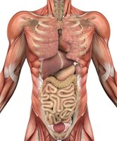Diagram of human organ systems