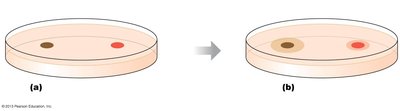 Diffusion of dyes in agar plate