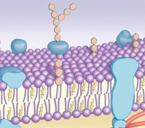Membrane transporter classification