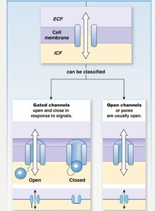 Gated and open channel proteins