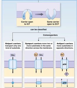 Carrier protein types: uniport, symport, antiport