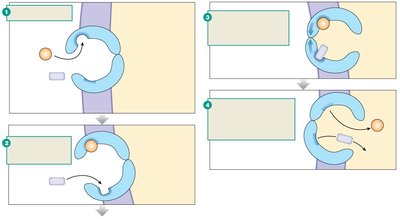 SGLT co-transport mechanism