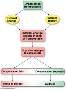Homeostasis flowchart